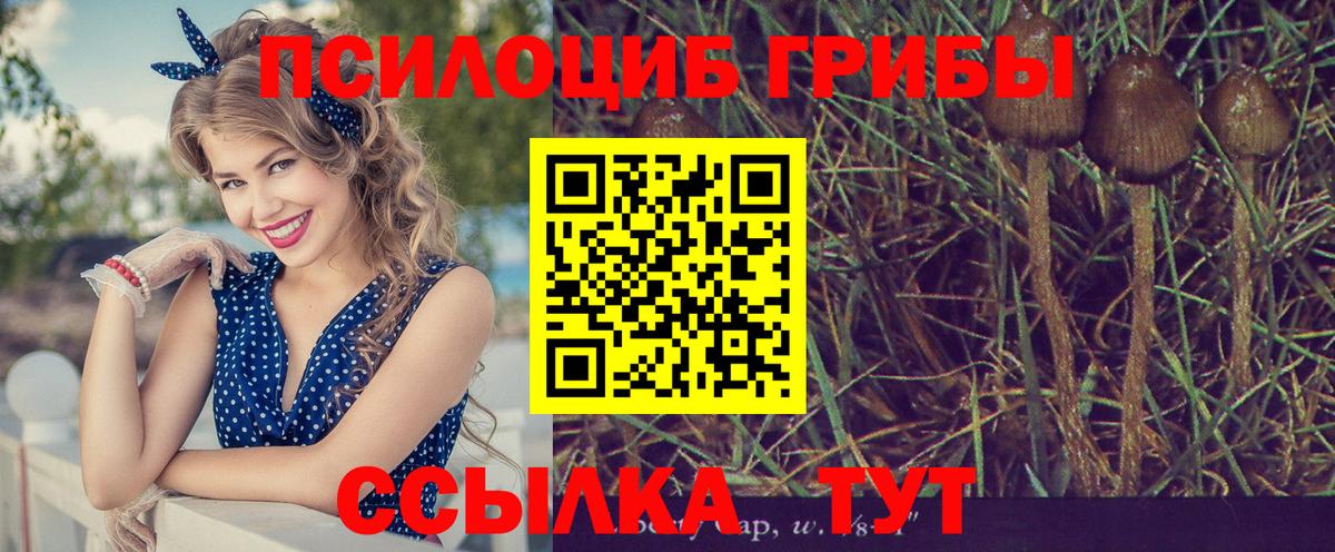 Галлюциногенные грибы Psilocybine cubensis  Галлюциногенные грибы Magic Shrooms  Вход с VPN  что такое наркотик  Кингисепп 